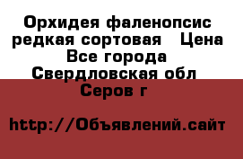 Орхидея фаленопсис редкая сортовая › Цена ­ 800 - Все города  »    . Свердловская обл.,Серов г.
